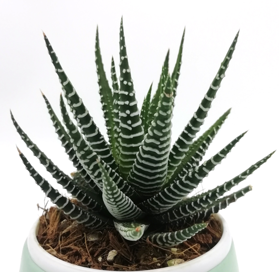 Haworthia