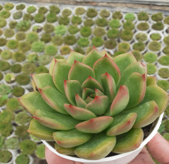 Echeveria