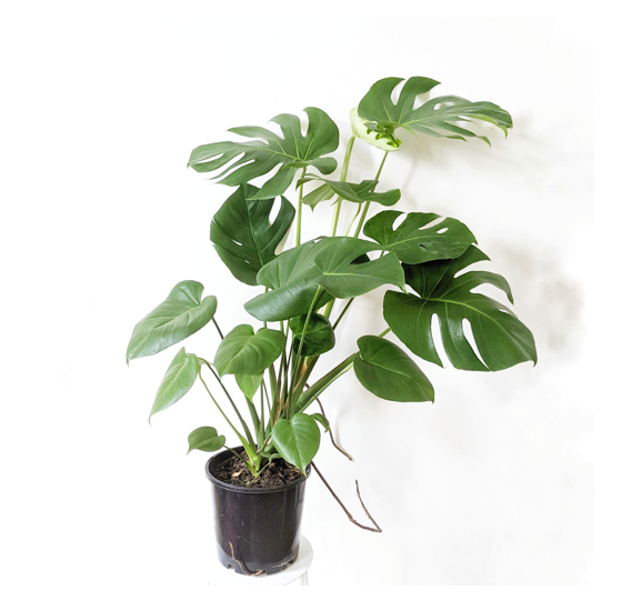 Monstera Deliciosa