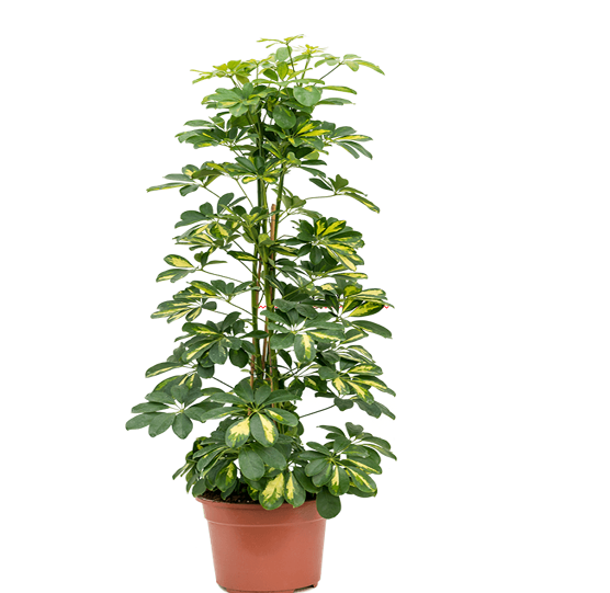 Schefflera Gold Capella