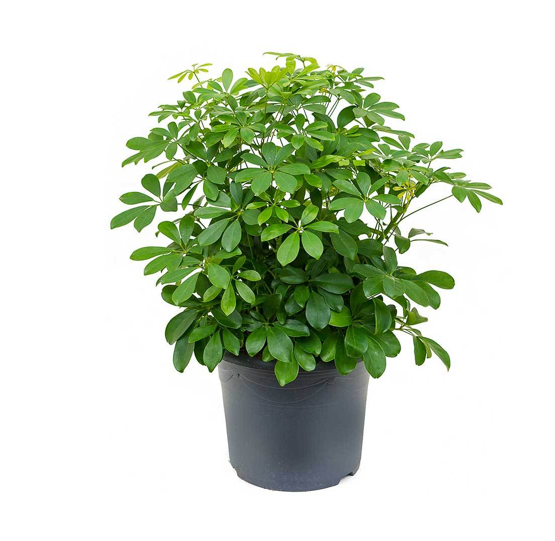 Schefflera