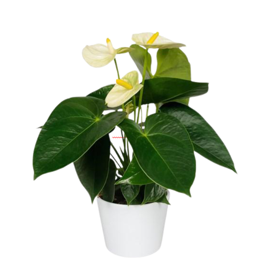 Anthurium (White)