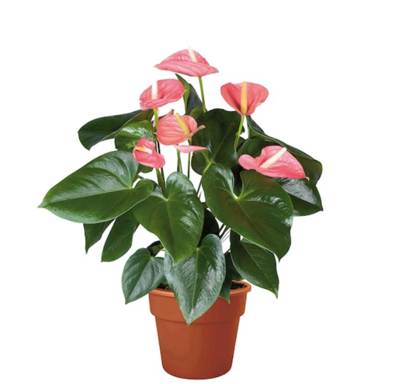 Anthurium pink