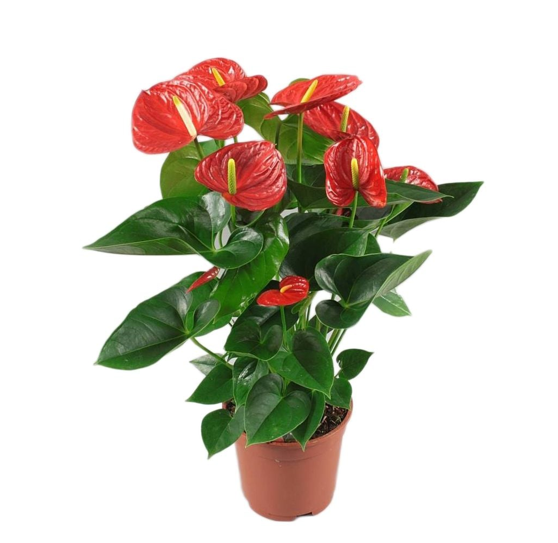 Anthurium Red