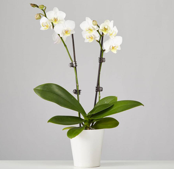 White Phalaenopsis Orchid