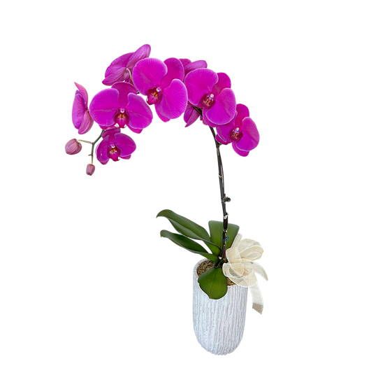 Phalaenopsis Orchid | Moth Orchid_Purple - 2pp