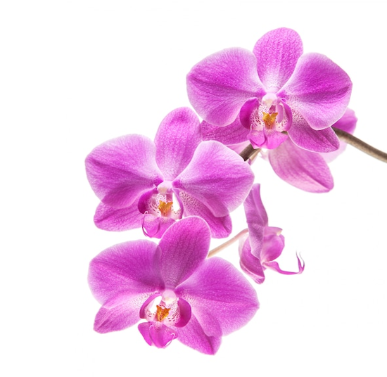 Halaenopsis Orchid | Moth Orchid_Purple & White (1PP)