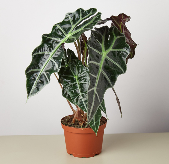 Alocasia Polly