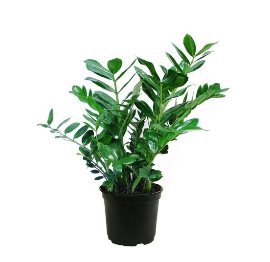 ZZ Plant