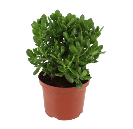 Crassula Ovata (Jade)
