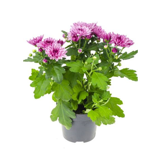 Chrysanthemum