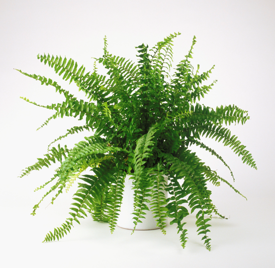 boston fern