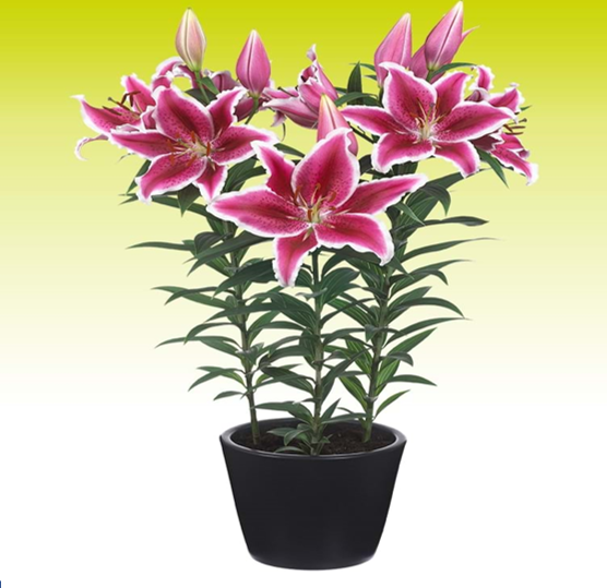 Oriental Lilly