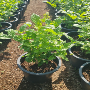 Jasmine refers to a genus of flowering plants, *Jasminum*, known for their fragrant blooms and climbing or shrubby growth habits. There are over 200 species, many of which are popular in gardens and landscapes around the world.