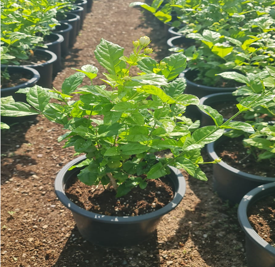 Jasmine refers to a genus of flowering plants, *Jasminum*, known for their fragrant blooms and climbing or shrubby growth habits. There are over 200 species, many of which are popular in gardens and landscapes around the world.