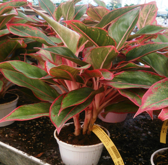 Aglaonema Chinese Evergreen