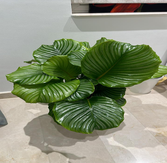 calathea
