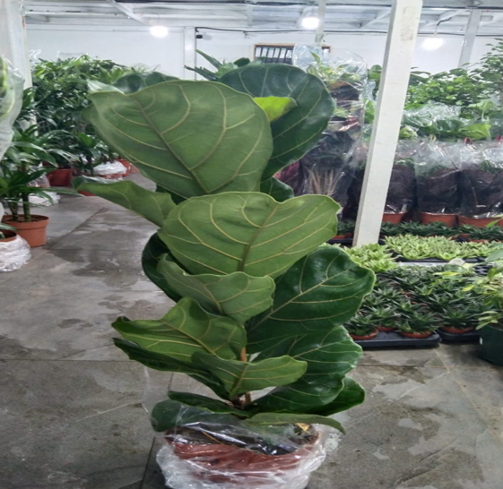 ficus lyrata
