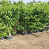 ficus benjamina