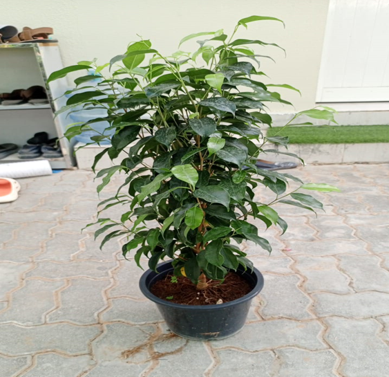 Ficus benjamina