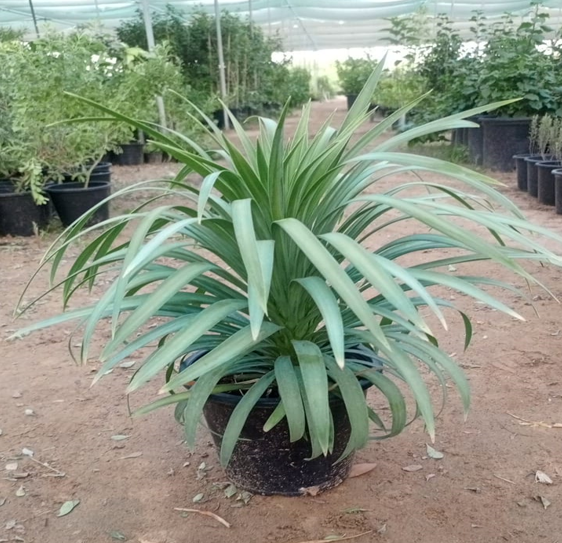 yucca