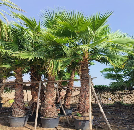 washingtonia