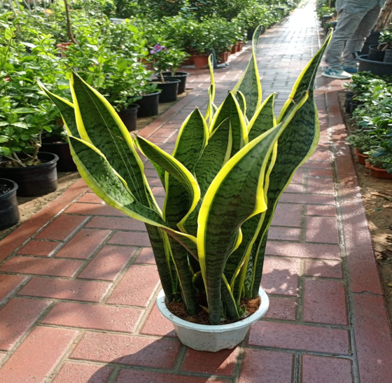 Sansevieria