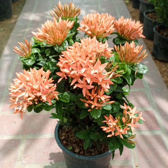ixora