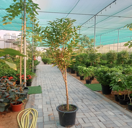 Lemon plant (Citrus limon) is a popular fruit-bearing tree known for its bright yellow fruit and fragrant flowers.