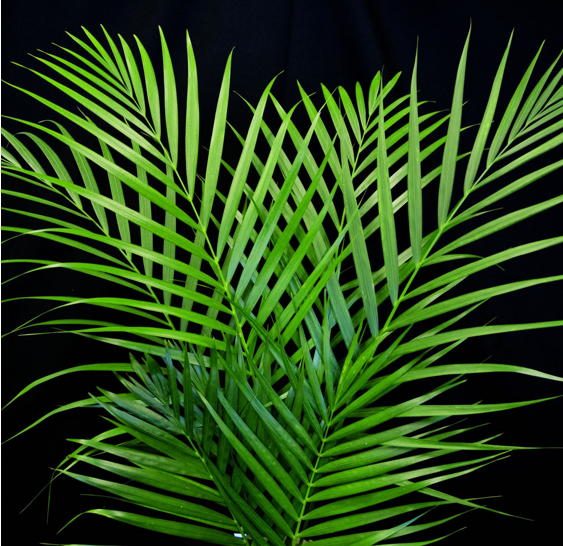 areca palm leaves