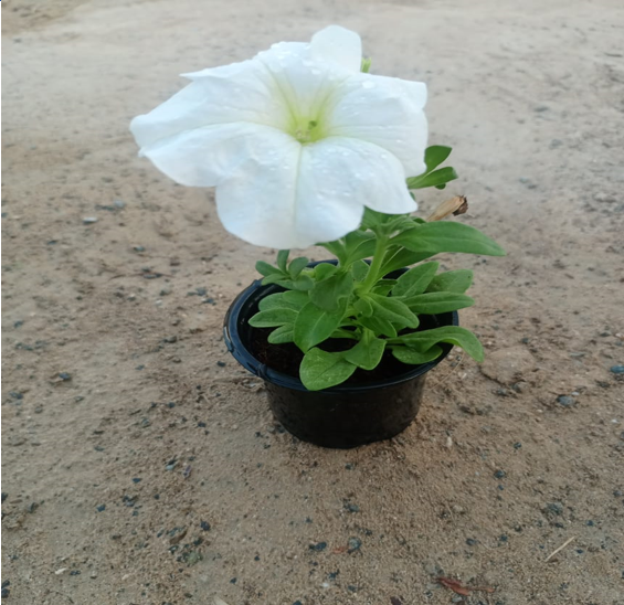 Petunias