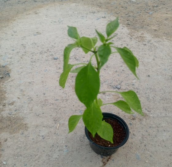 Chili plant