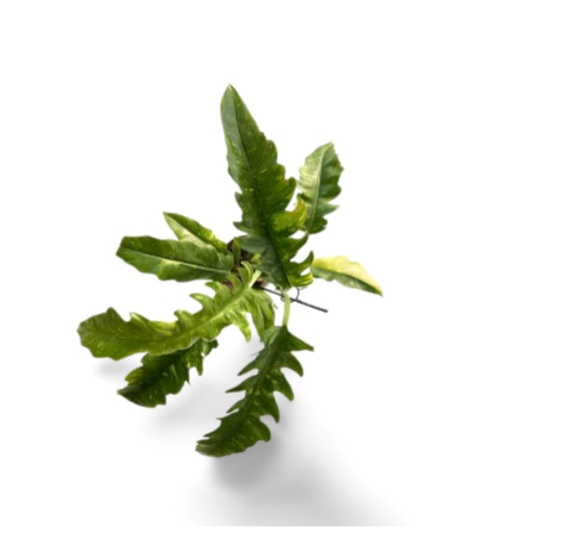 Philodendron Ring of Fire