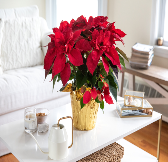 Poinsettia