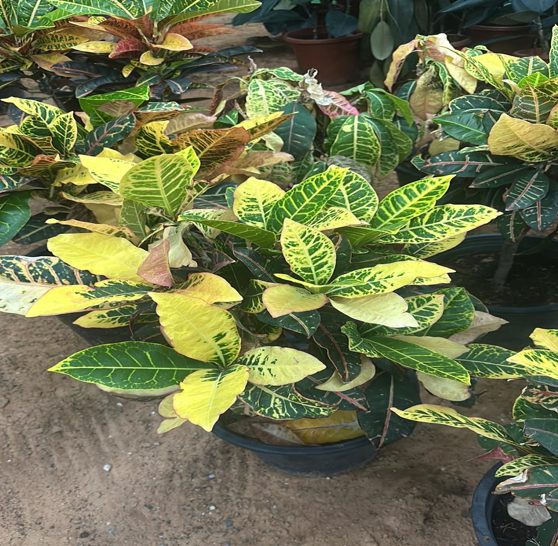 croton