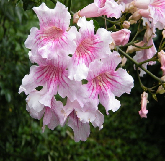 Podranea ricasoliana, commonly known as the pink trumpet vine or pink bower vine, is a fast-growing, evergreen or semi-evergreen climbing plant native to tropical and subtropical regions of South Africa. It is often grown as an ornamental vine due to its attractive, trumpet-shaped pink flowers and vigorous growth habit.