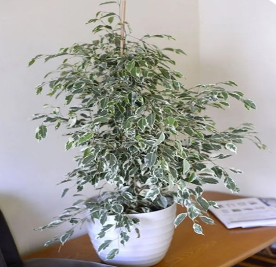 ficus verigated