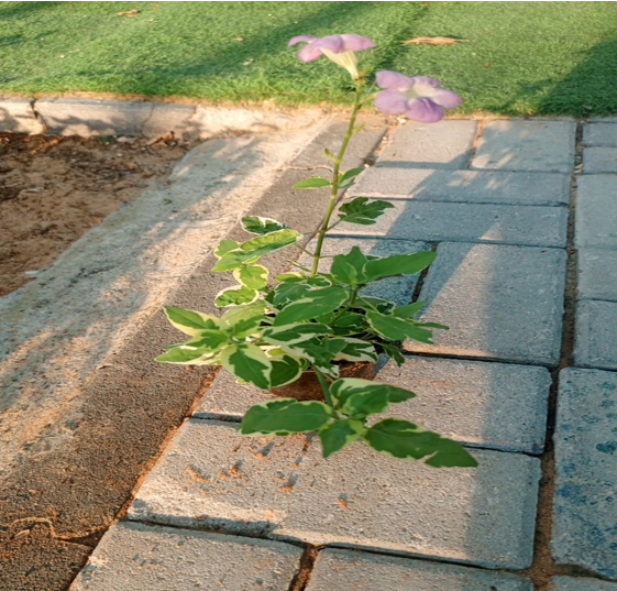 Asystasia Variegated