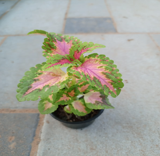 coleus