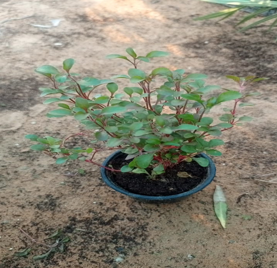 alternanthera red
