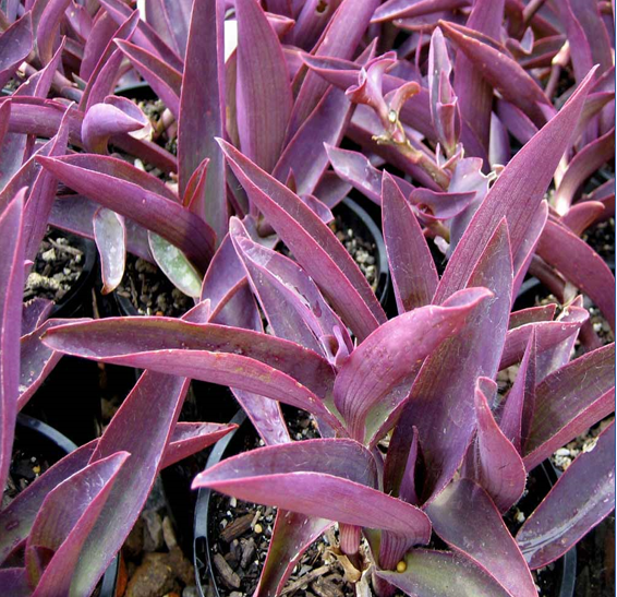 Tradescantia pallida