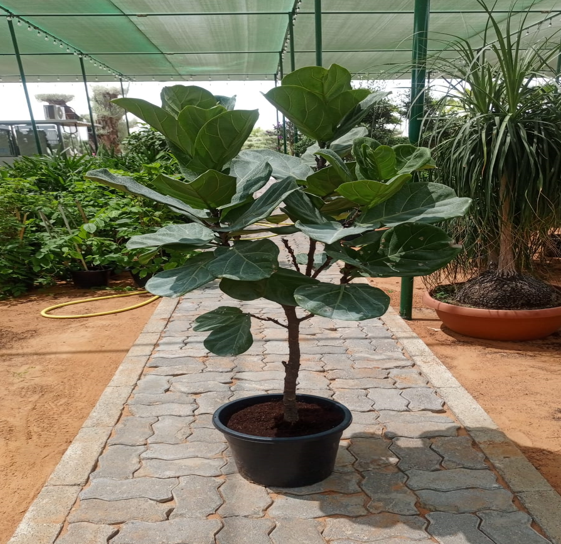 FIDDLE FIG