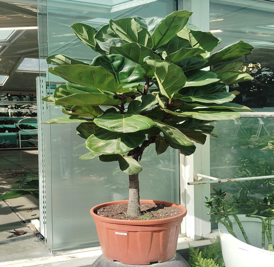 ficus lyrata