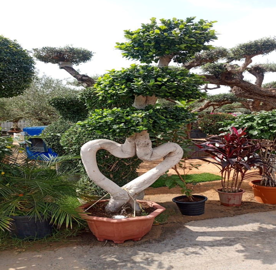 olive tree heart shape