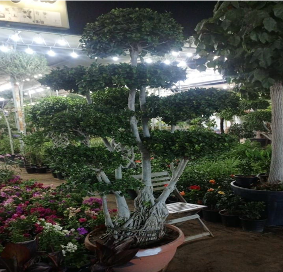 ficus bonsai