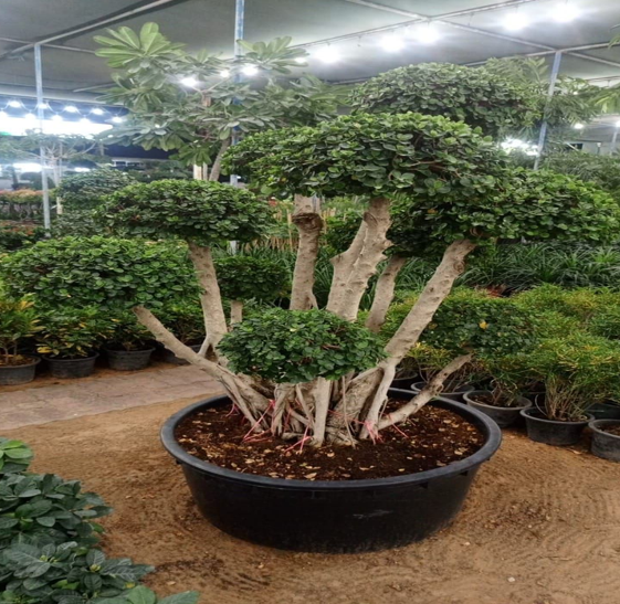 ficus bonsai