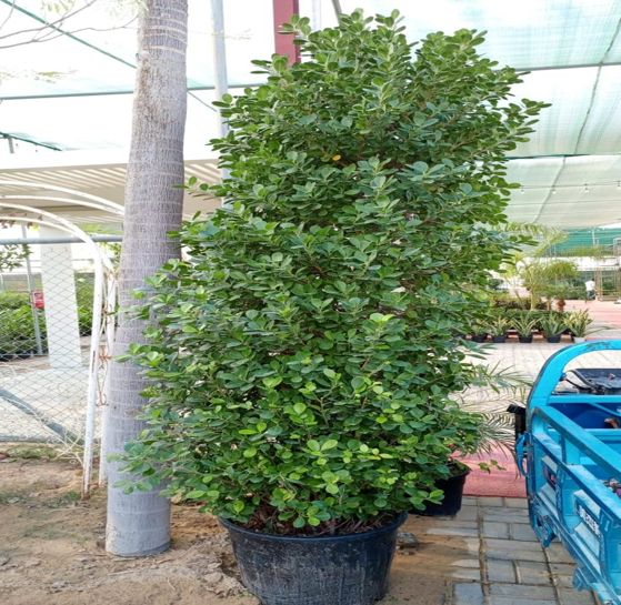 ficus