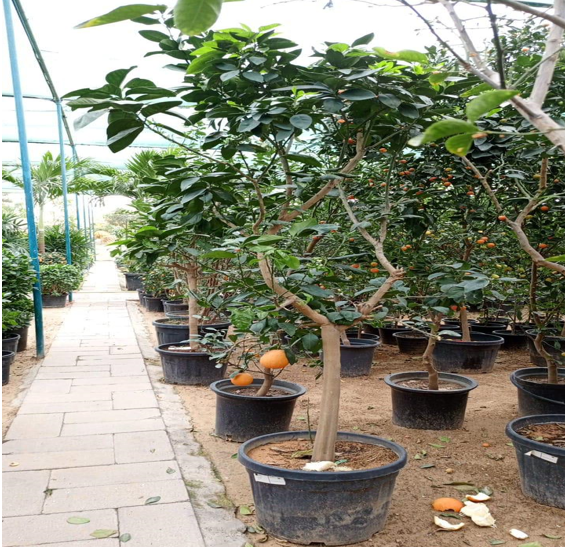 Citrus plant