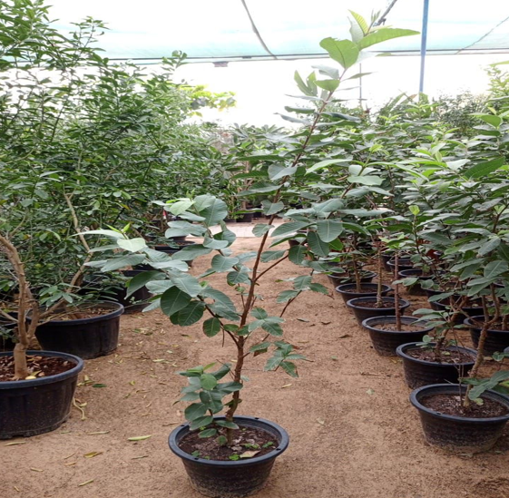 guava plant