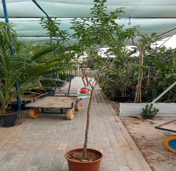Pomegranate tree